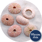 8607 - Sea Urchin - Pink